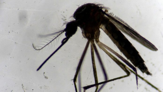 mosquito