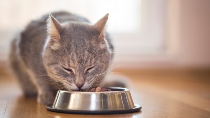 gato-comiendo