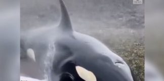 Imagen del registro del rescate de una orca en Alaska