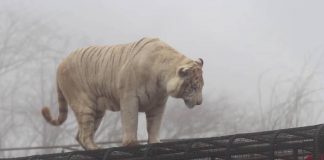 Un tigre mató a trabajadora del Parque Safari de Rancagua