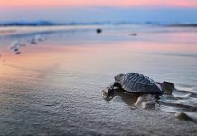 Liberación de las tortugas