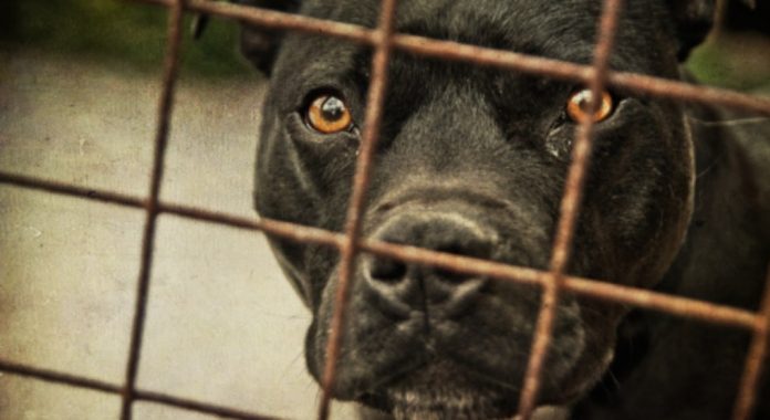 Hombre mantenía alrededor de 80 perros gatos y aves encerrados en Providencia Hombre mantenía alrededor de 80 perros gatos y aves encerrados en Providencia