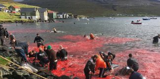 matanza delfines islas feroe