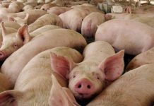 En Reino Unido ya sacrficiaron más de 600 cerdos por falta de personal para su crianza