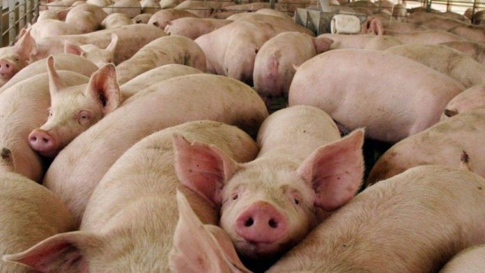 En Reino Unido ya sacrficiaron más de 600 cerdos por falta de personal para su crianza