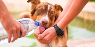 Protege a tus mascotas de la ola de calor