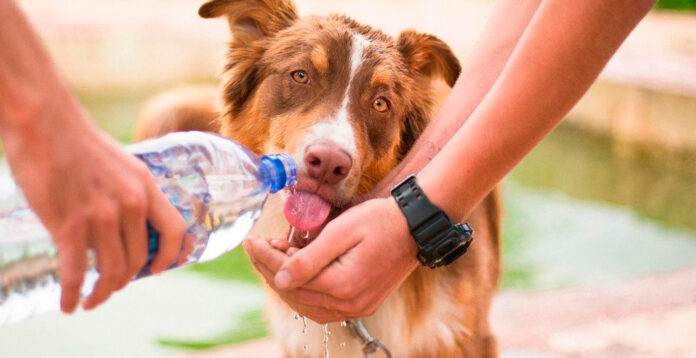 Protege a tus mascotas de la ola de calor Protege a tus mascotas de la ola de calor