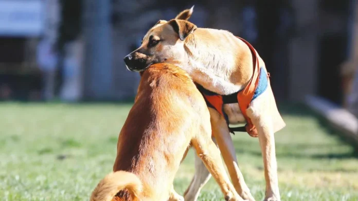 Tragedia en Punta Arenas: perrita muere por un disparo mientras jugaba en una parcela.