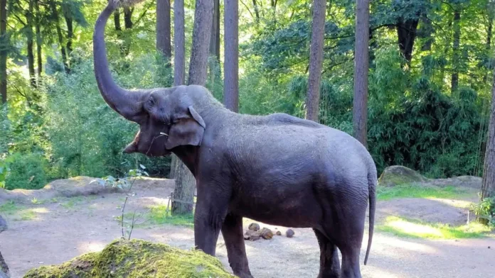 Tragedia en India: joven de 23 años muere al intentar fotografiar un elefante. Tragedia en India: joven de 23 años muere al intentar fotografiar un elefante.