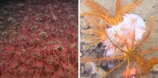 Científicos hallan un ecosistema alienígena en las profundidades del mar chileno.