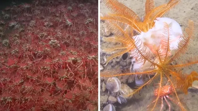 Científicos hallan un ecosistema alienígena en las profundidades del mar chileno. Científicos hallan un ecosistema alienígena en las profundidades del mar chileno.