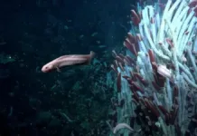 Gusanos gigantes revelan una vida animal desconocida en el lecho marino.