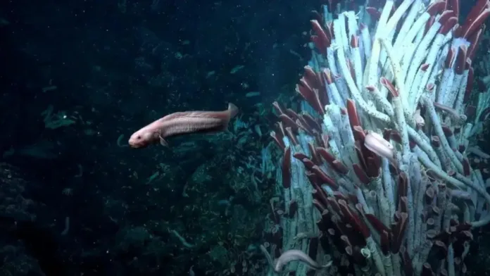 Gusanos gigantes revelan una vida animal desconocida en el lecho marino. Gusanos gigantes revelan una vida animal desconocida en el lecho marino.