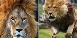 León escapa y ataca a su cuidador en un zoológico de Nigeria; el animal fue abatido.