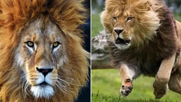 León escapa y ataca a su cuidador en un zoológico de Nigeria; el animal fue abatido. León escapa y ataca a su cuidador en un zoológico de Nigeria; el animal fue abatido.