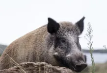 Invasión de jabalíes en Argentina: impactos y enfermedades que pueden transmitir.