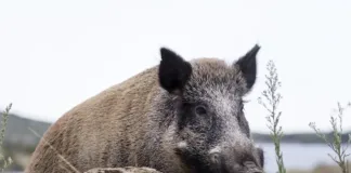 Invasión de jabalíes en Argentina: impactos y enfermedades que pueden transmitir.