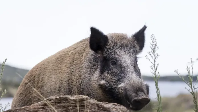 Invasión de jabalíes en Argentina: impactos y enfermedades que pueden transmitir. Invasión de jabalíes en Argentina: impactos y enfermedades que pueden transmitir.