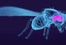Científicos revelan el mapa cerebral de la mosca de la fruta y sus implicaciones humanas.