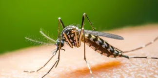 El dengue regresa a Argentina con un caso importado de serotipo inédito.