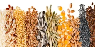 Semillas ricas en magnesio: clave para la producción de proteínas en el cuerpo.