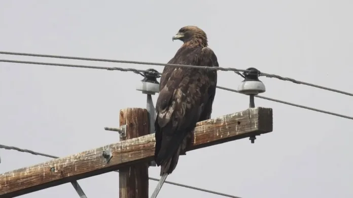 América Latina enfrenta una alarmante pérdida de biodiversidad que afecta a las aves. América Latina enfrenta una alarmante pérdida de biodiversidad que afecta a las aves.