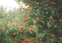 El Tulipanero Africano
