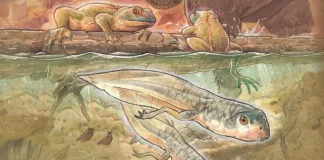 El renacuajo más antiguo del mundo habitó la Patagonia hace 161 millones de años.