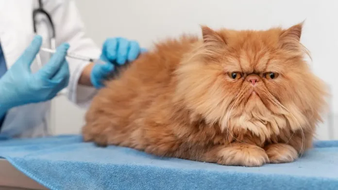 Prevención de la rabia en mascotas: clave para la salud de todos. Prevención de la rabia en mascotas: clave para la salud de todos.