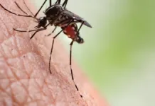 Mutaciones en mosquitos del dengue: resistencia a insecticidas en aumento.
