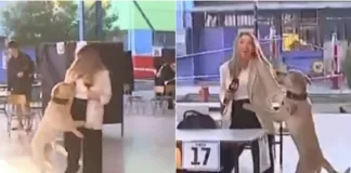 Un divertido momento en vivo con un perrito interrumpe la cobertura de TVN.