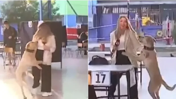 Un divertido momento en vivo con un perrito interrumpe la cobertura de TVN. Un divertido momento en vivo con un perrito interrumpe la cobertura de TVN.