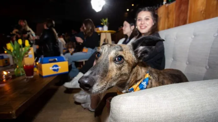 Encuentra la mascota ideal para ti con nuestro sitio de adopción personalizado. Encuentra la mascota ideal para ti con nuestro sitio de adopción personalizado.