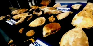 Detectives de la PDI incautan 150 fósiles usados como decoración en Coquimbo.