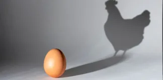 Un nuevo estudio ofrece respuestas al eterno dilema del huevo y la gallina.