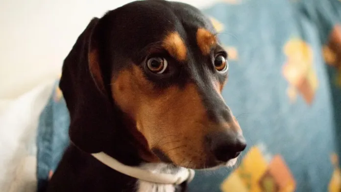 Descubre cómo prevenir la ansiedad por separación en perros y sus síntomas. Descubre cómo prevenir la ansiedad por separación en perros y sus síntomas.