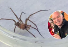Aprende a identificar la araña de rincón y cómo actuar si la encuentras.