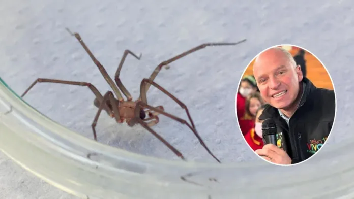 Aprende a identificar la araña de rincón y cómo actuar si la encuentras. Aprende a identificar la araña de rincón y cómo actuar si la encuentras.