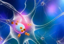 Investigaciones en ratones revelan cómo el cerebro actualiza los recuerdos.