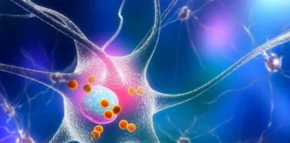 Investigaciones en ratones revelan cómo el cerebro actualiza los recuerdos.