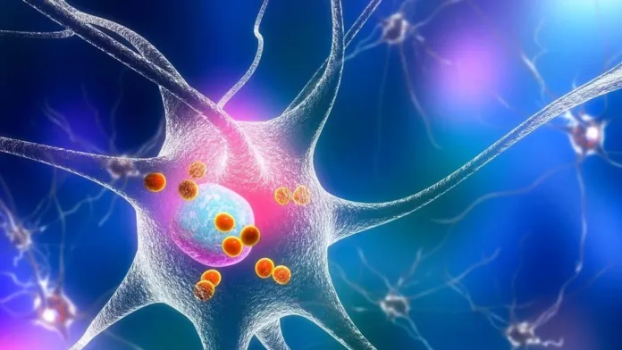 Investigaciones en ratones revelan cómo el cerebro actualiza los recuerdos. Investigaciones en ratones revelan cómo el cerebro actualiza los recuerdos.