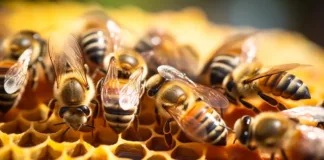 Las abejas pican en defensa; sus efectos varían según la persona y la picadura.