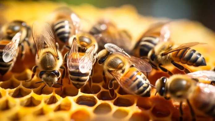Las abejas pican en defensa; sus efectos varían según la persona y la picadura. Las abejas pican en defensa; sus efectos varían según la persona y la picadura.