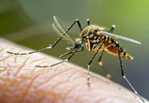 Descubre los 4 tipos de dengue y cómo identificar el que tienes.