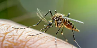 Descubre los 4 tipos de dengue y cómo identificar el que tienes.