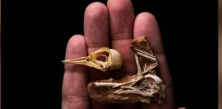 Nuevo hallazgo en Brasil: un pájaro que coexistió con dinosaurios hace 80 millones de años.