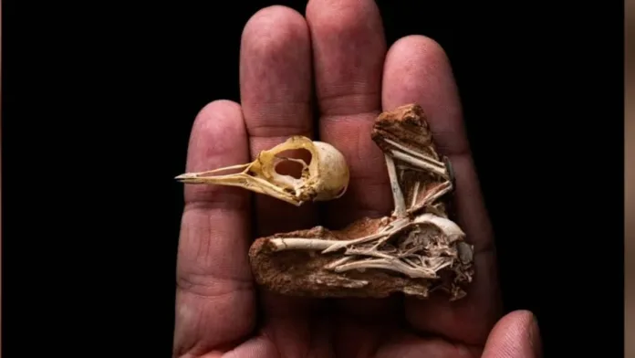 Nuevo hallazgo en Brasil: un pájaro que coexistió con dinosaurios hace 80 millones de años. Nuevo hallazgo en Brasil: un pájaro que coexistió con dinosaurios hace 80 millones de años.