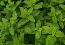 Descubre cómo cultivar esta planta aromática que ahuyenta mosquitos en casa.