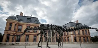 Subastan el esqueleto de dinosaurio más grande del mundo