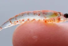 El krill
